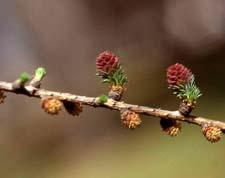 European Larch flowers