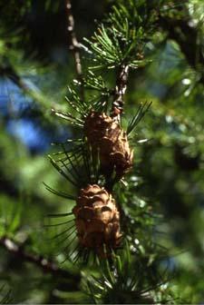 European larch fruit (cones)