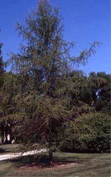 Eastern Larch form