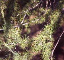 Eastern Larch leaves (needles)
