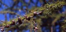 Eastern larch fruit (cones)