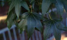 Sweet Gum leaves