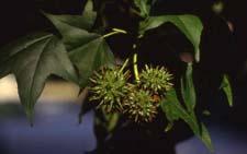 Sweet Gum fruit