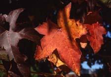 Sweet Gum fall color