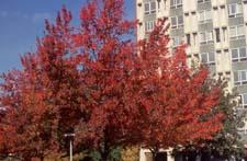 Sweet Gum fall color