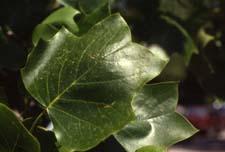 Tuliptree leaves