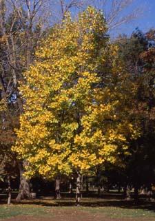 Tuliptree fall color