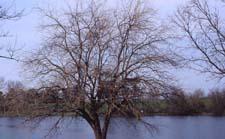 Osage Orange form in winter