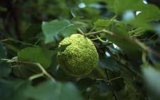 Osage Orange fruit