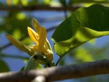 Cucumbertree Magnolia flower