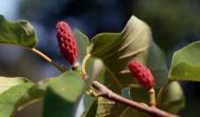 Cucumbertree Magnolia fruit