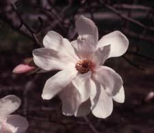 Loebner Magnolia flower