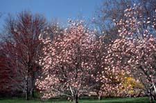 Saucer Magnolia in flower
