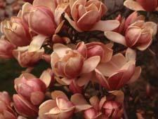 Saucer Magnolia flowers