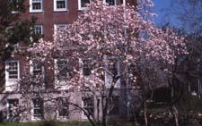 Star Magnolia in flower