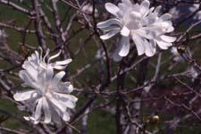 Star Magnolia flowers
