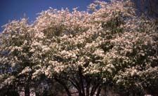Crabapple in flower