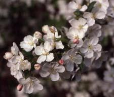 Crabapple flowers