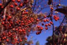 Fruit of 'Red Jewel' a crabapple cultivar