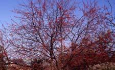 Fruit of 'Donald Wyman' a crabapple cultivar