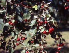 Fruit of 'Selkirk', a crabapple cultivar