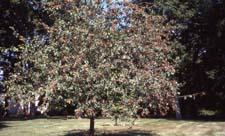 'Selkirk' cultivar of crabapple in fruit