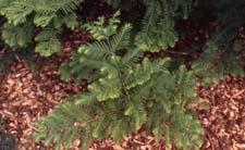 Dawn Redwood leaves (needles)
