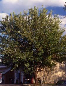 Common Mulberry form