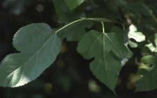 Common Mulberry leaves
