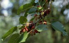 Common Mulberry fruit