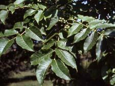 Amur Corktree leaves