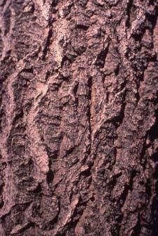 Amur Corktree bark