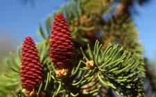Norway Spruce flowers (female)