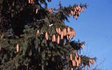 Norway Spruce cones