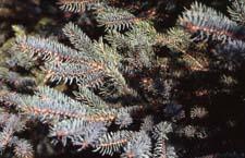 White Spruce leaves (needles)