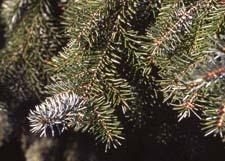 Serbian Spruce leaves (needles)