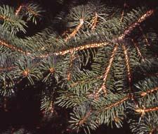 Blue Colorado Spruce leaves (needles)