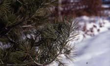 Lacebark Pine leaves (needles)