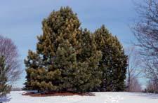 Swiss Stone Pine form