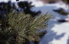 Swiss Stone Pine leaves (needles)