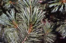 Limber Pine leaves (needles)