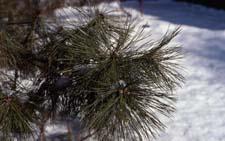 Austrian Pine leaves (needles)