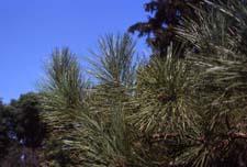 Red Pine leaves (needles)
