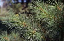 Eastern White Pine leaves (needles)