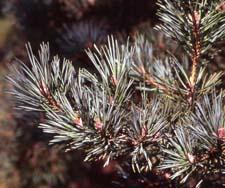 Scots Pine leaves (needles)