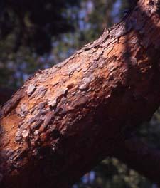 Scots Pine bark