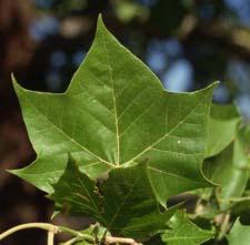 London Planetree leaves