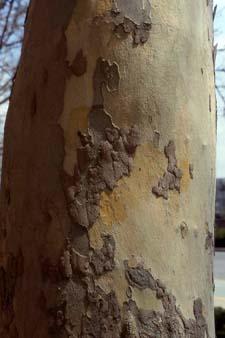 London Planetree bark