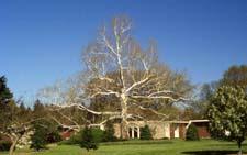 Sycamore form in winter