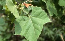 Sycamore leaves